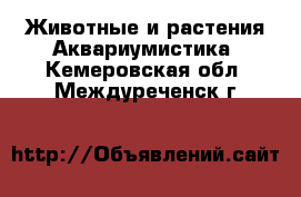 Животные и растения Аквариумистика. Кемеровская обл.,Междуреченск г.